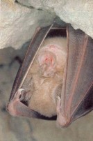 grand rhinolophe